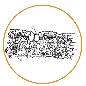Moso Bamboo Leaf, c.s. Prepared Microscope Slide