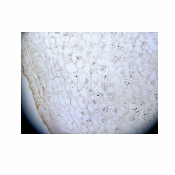 Fluorescent Potato Tuber, Microscope Slide - Dr Wong Anatomy