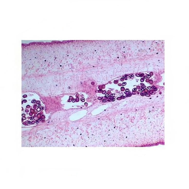 Tapeworm Proglottid, c.s. Prepared Microscope Slide