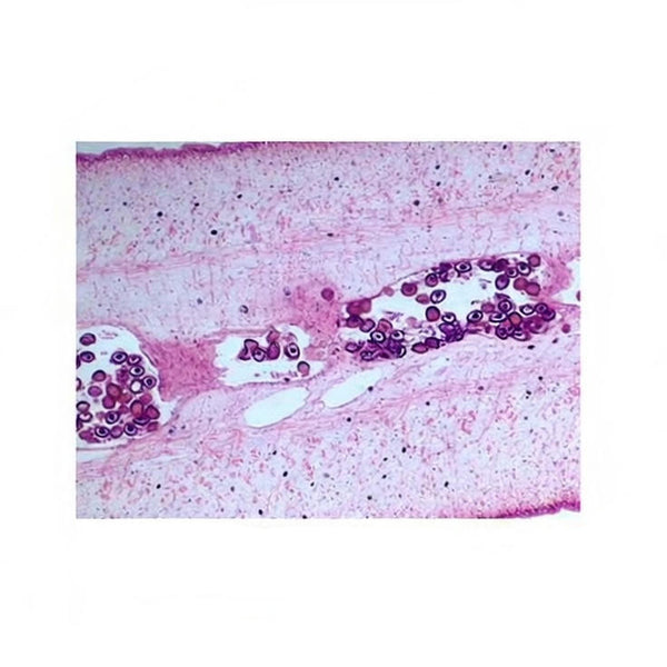 Tapeworm Proglottid, c.s. Prepared Microscope Slide