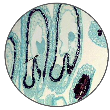 Capsella Bursa-Pastoris Heart-Shaped Embryo Stage, Prepared Microscope Slide