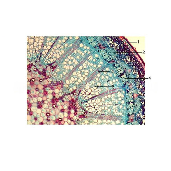 London Plane Stem, c.s. Prepared Microscope Slide