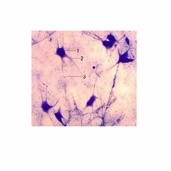 Neuron, Isolated Cells, Microscope Slide - Dr Wong Anatomy