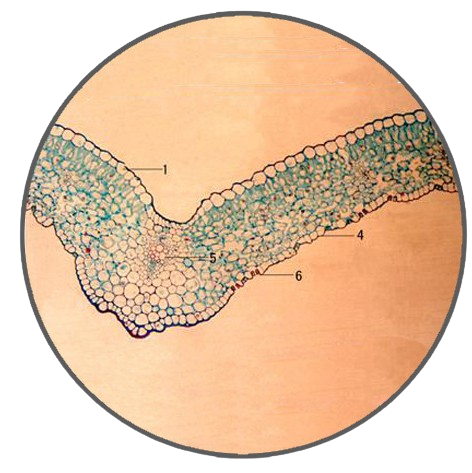 Lily Leaf, c.s. Prepared Microscope Slide