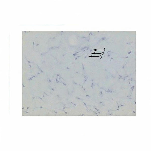 Rabbit Semen Smear, Microscope Slide - Dr Wong Anatomy