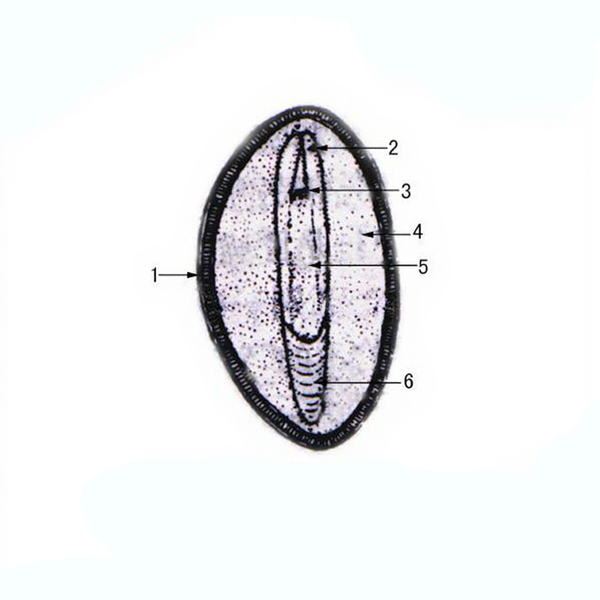 Chinese Red Pine Seed, l.s. Prepared Microscope Slide