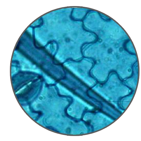 Pelargonium Leaf Lower Epidermis, Prepared Microscope Slide