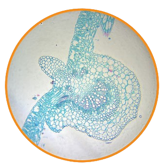 Soybean Leaf, c.s. Prepared Microscope Slide