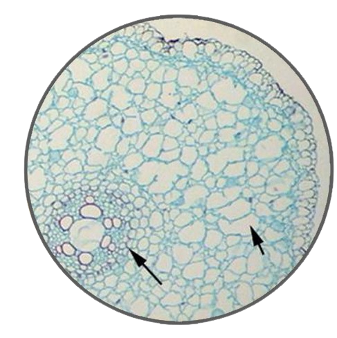 Garlic Root, c.s. Prepared Microscope Slide - Dr Wong Anatomy