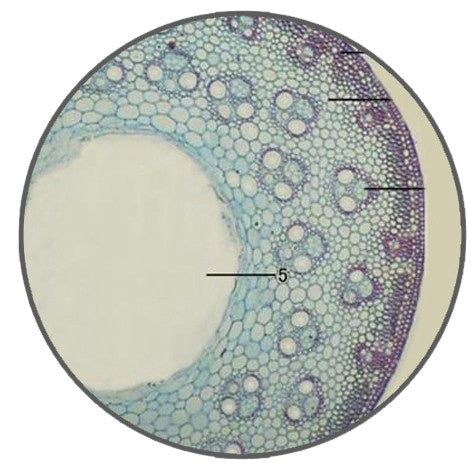 Moso Bamboo Stem, c.s. Prepared Microscope Slide - Dr Wong Anatomy