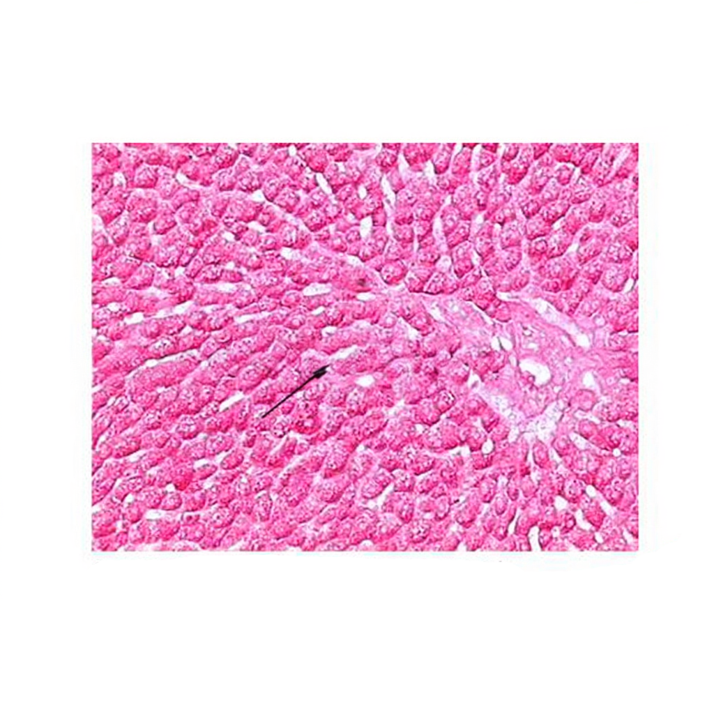 Liver (Glycogen Demonstration), Microscope Slide - Dr Wong Anatomy