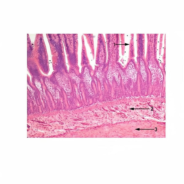 Jejunum, Microscope Slide - Dr Wong Anatomy