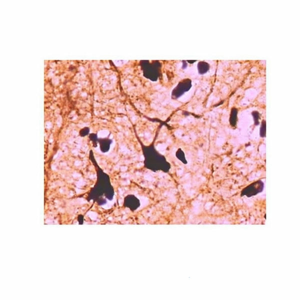 Horse Brain, Microscope Slide - Dr Wong Anatomy