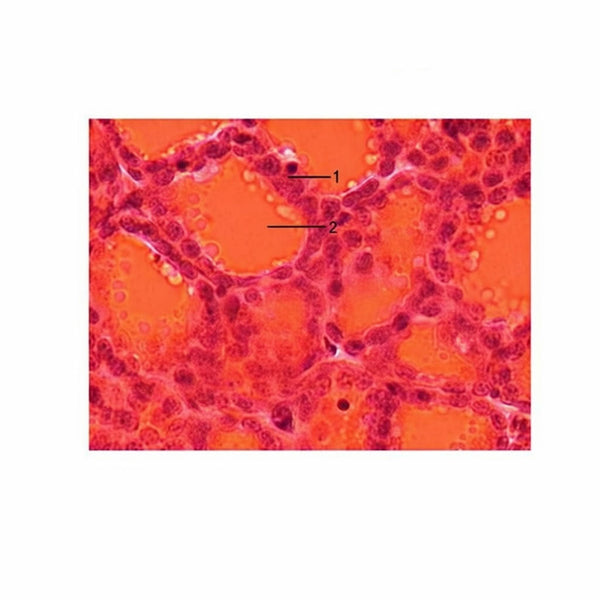 Simple Cuboidal Epithelium, Microscope Slide - Dr Wong Anatomy