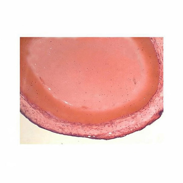 Large Vein, Microscope Slide - Dr Wong Anatomy