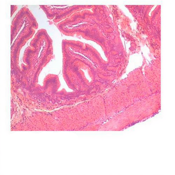 Monkey Intestine, Microscope Slide - Dr Wong Anatomy