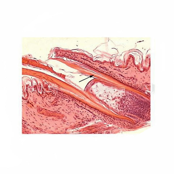 Bird Skin, Microscope Slide - Dr Wong Anatomy