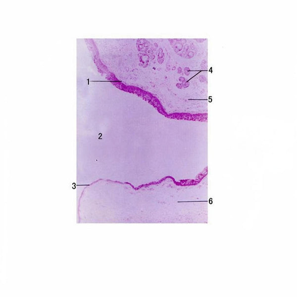 Throat (Larynx), Microscope Slide - Dr Wong Anatomy