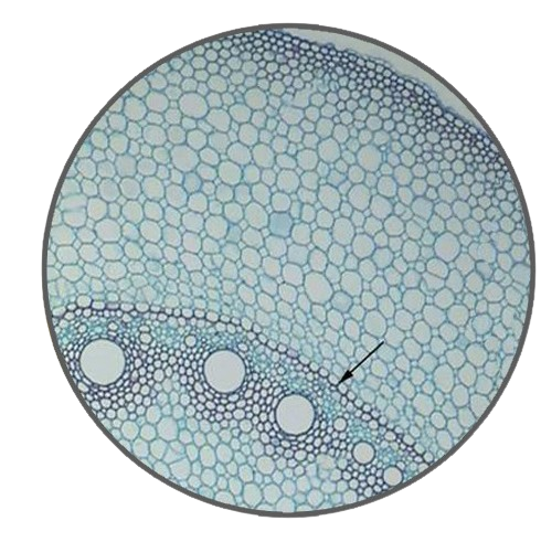 Corn Prop Root, c.s. Prepared Microscope Slide - Dr Wong Anatomy