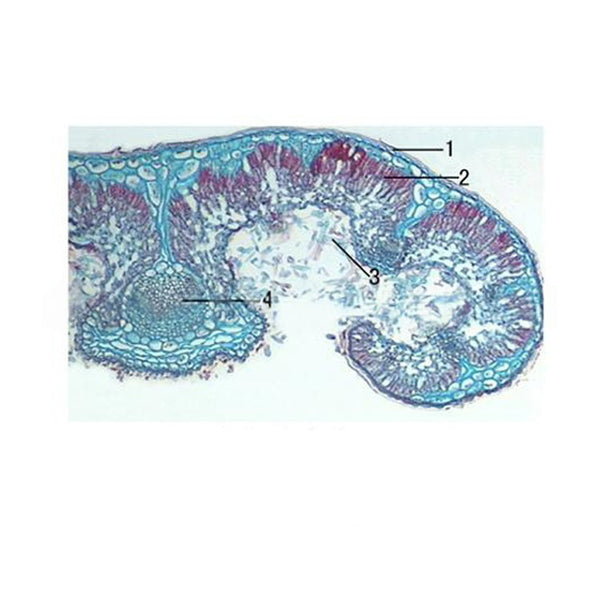 Rosemary Leaf, c.s. Prepared Microscope Slide