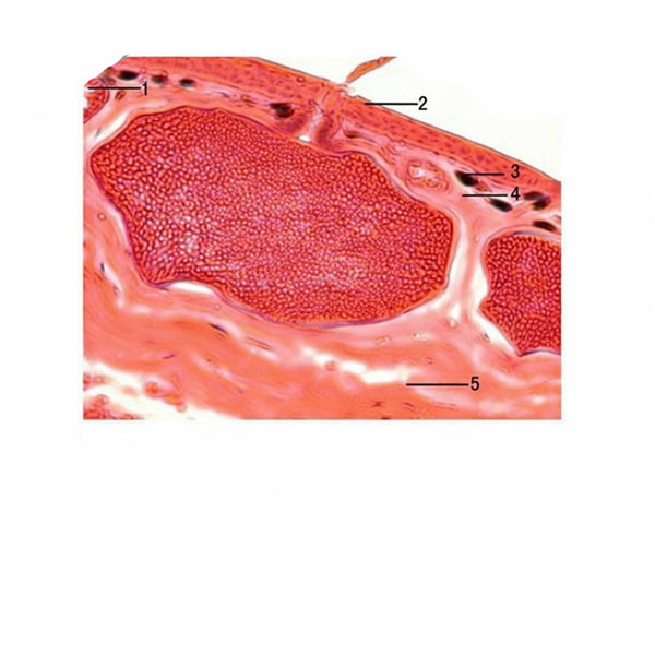 Frog Skin, Microscope Slide - Dr Wong Anatomy