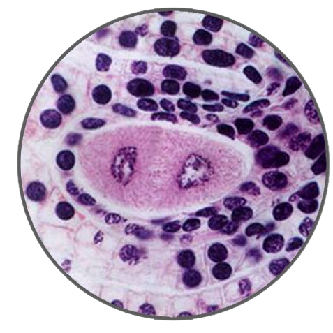Lily Ovary, Dyad Stage, Prepared Microscope Slide - Dr Wong Anatomy