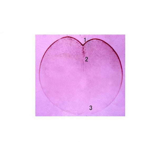 Frog Egg, Two-Cell Stage, Microscope Slide - Dr Wong Anatomy