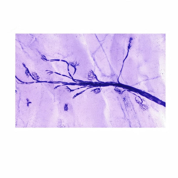 Motor Nerve Ending, Microscope Slide - Dr Wong Anatomy