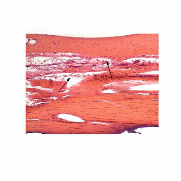 Rat Tail (Tendon Cells), l.s. Microscope Slide - Dr Wong Anatomy