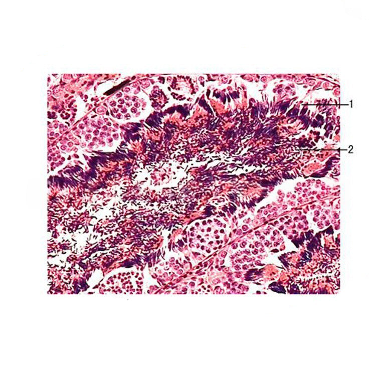 Frog Testis, Prepared Microscope Slide