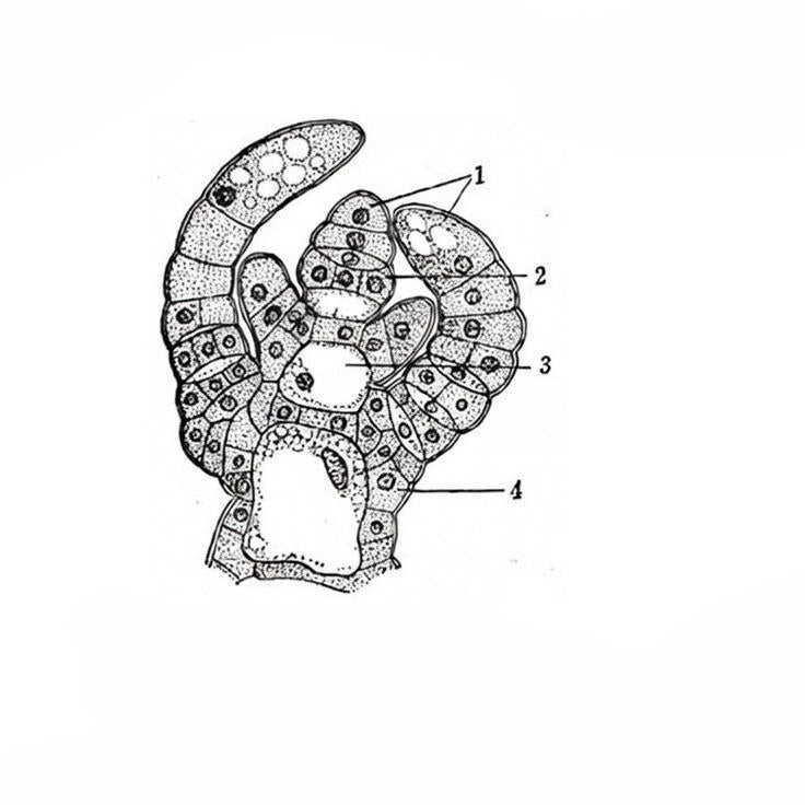 Chara Apical Tip, l.s. Prepared Microscope Slide