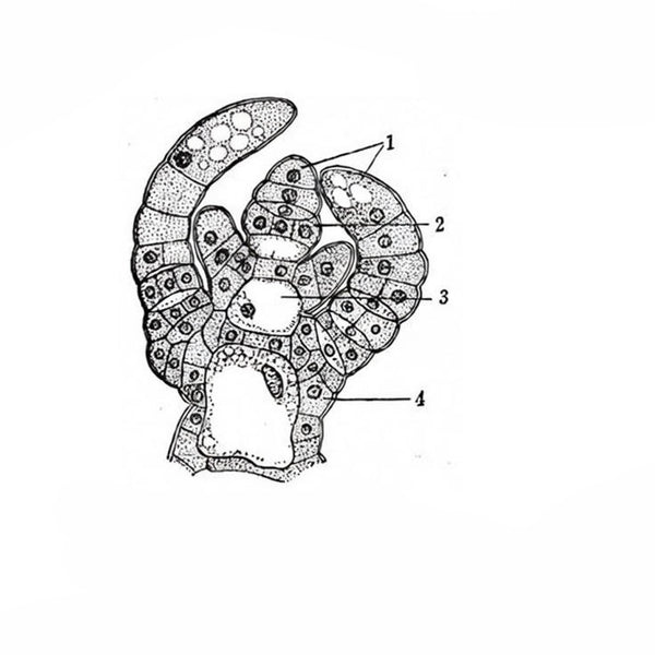 Chara Apical Tip, l.s. Prepared Microscope Slide