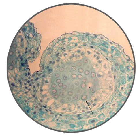 Lily Anther, c.s. Prepared Microscope Slide - Dr Wong Anatomy