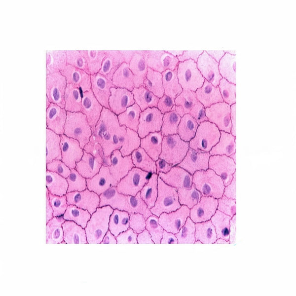 Simple Squamous Epithelium, Microscope Slide - Dr Wong Anatomy