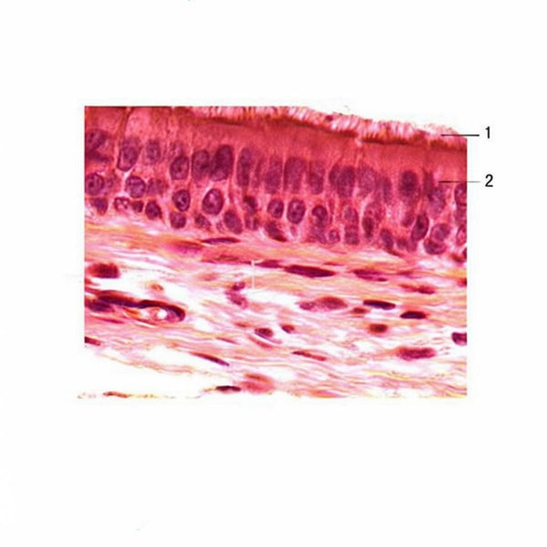 Pseudostratified Ciliated Columnar Epithelium, Microscope Slide - Dr Wong Anatomy