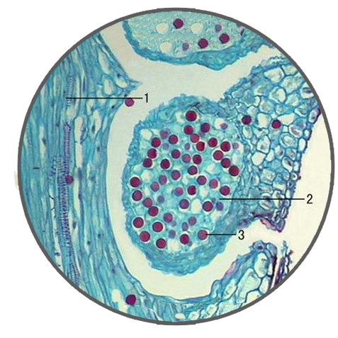 Horsetail Strobilus, l.s. Prepared Microscope Slide