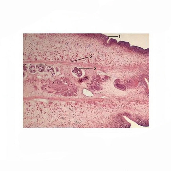 Tapeworm, Prepared Microscope Slide