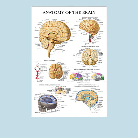 Dr Wong Anatomy | Anatomy Models, Anatomy Charts & Medical Simualtors.