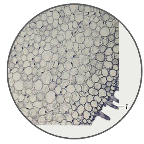 Young Broad Bean Root, c.s. Prepared Microscope Slide - Dr Wong Anatomy
