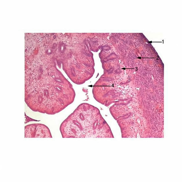Rabbit Uterus, Microscope Slide - Dr Wong Anatomy