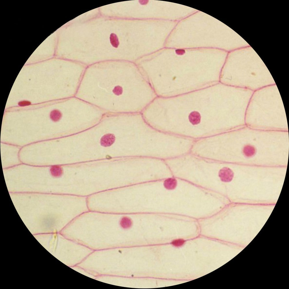 Onion Bulb Epidermis, Prepared Microscope Slide
