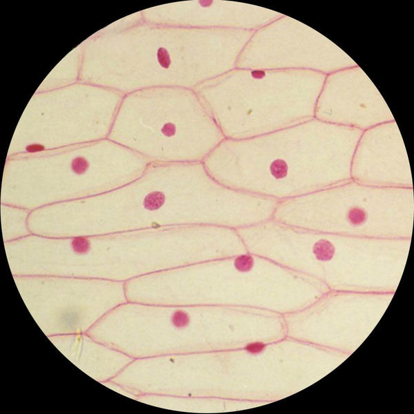 Onion Bulb Epidermis, Prepared Microscope Slide