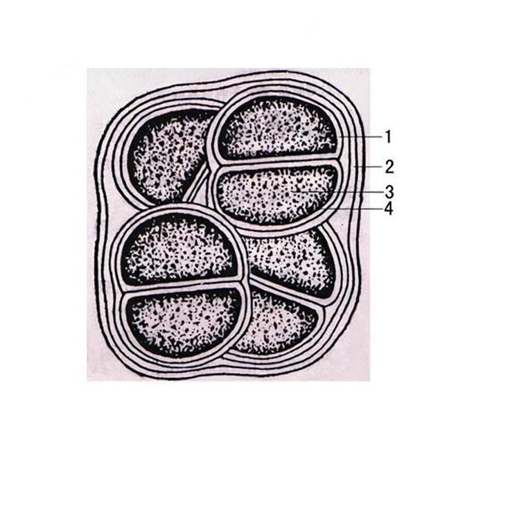 Chrysococcus Micropscopic View Chroococcus, Prepared Microscope Slide – Dr Wong Anatomy