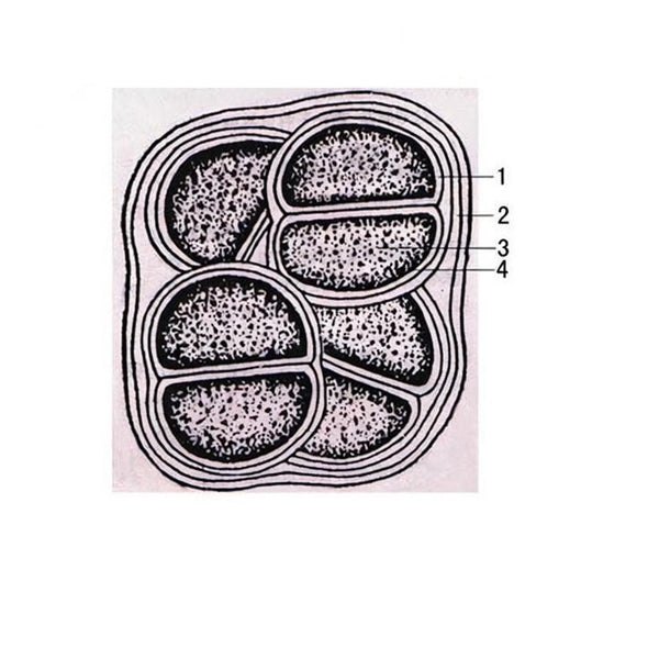 Chroococcus, Prepared Microscope Slide
