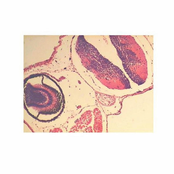 Frog Tadpole Head, c.s. Microscope Slide - Dr Wong Anatomy