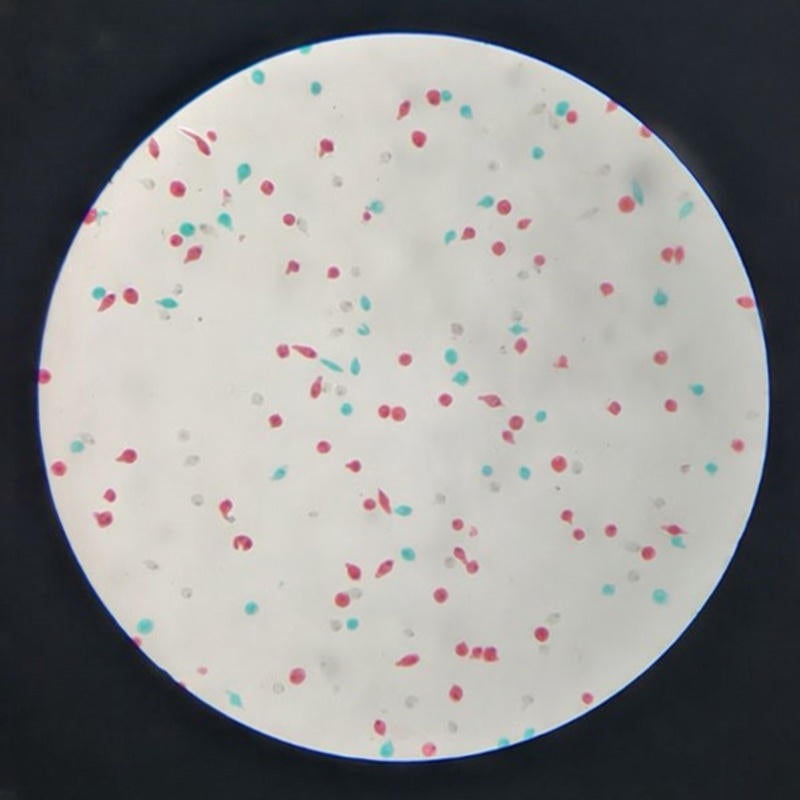 Euglena, Microscope Slide - Dr Wong Anatomy