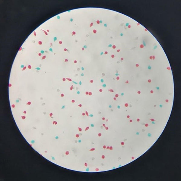 Euglena, Microscope Slide - Dr Wong Anatomy