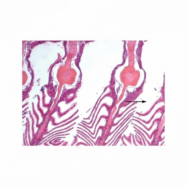 Carp Gill Region, c.s. Microscope Slide - Dr Wong Anatomy