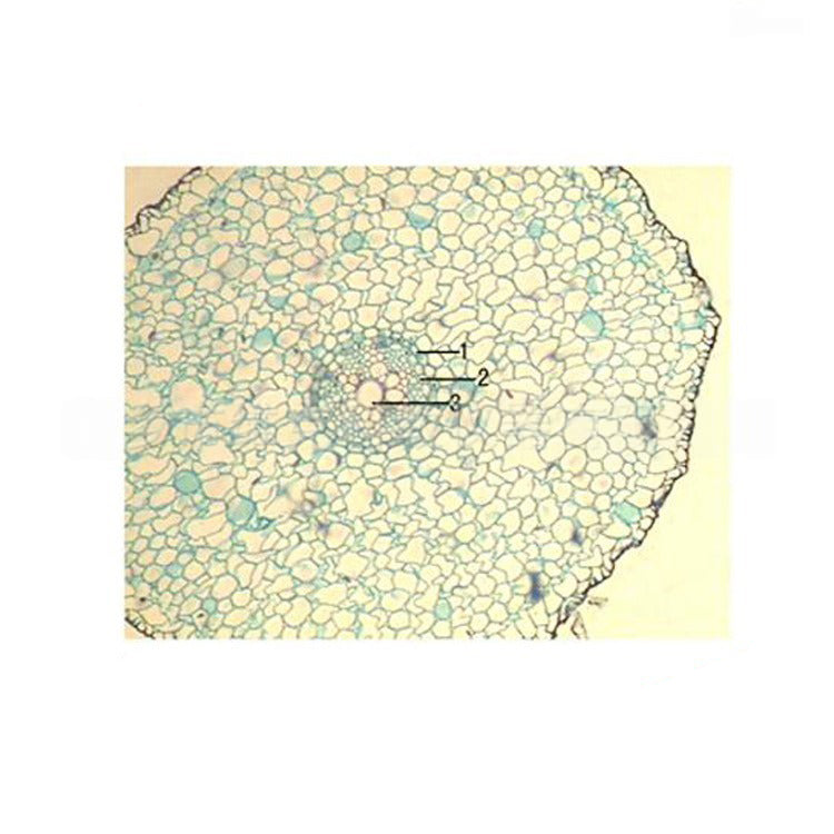 Chinese Chive Root, c.s. Prepared Microscope Slide - Dr Wong Anatomy
