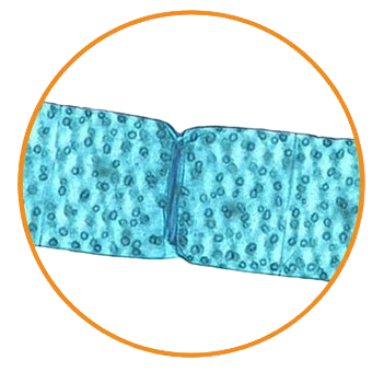 Spirogyra, Prepared Microscope Slide